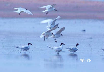 某區(qū)域山水林田湖草生態(tài)保護修復工程區(qū)生物多樣性調查方案案例闡述